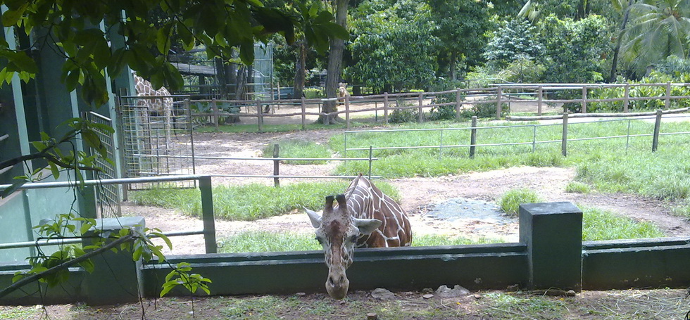 Sri Lanka, Sri Lanka, Информация об Экскурсии (Зоопарк Коломбо<br>Dehiwala Zoo
) на сайте любителей путешествовать www.dta.odessa.ua
